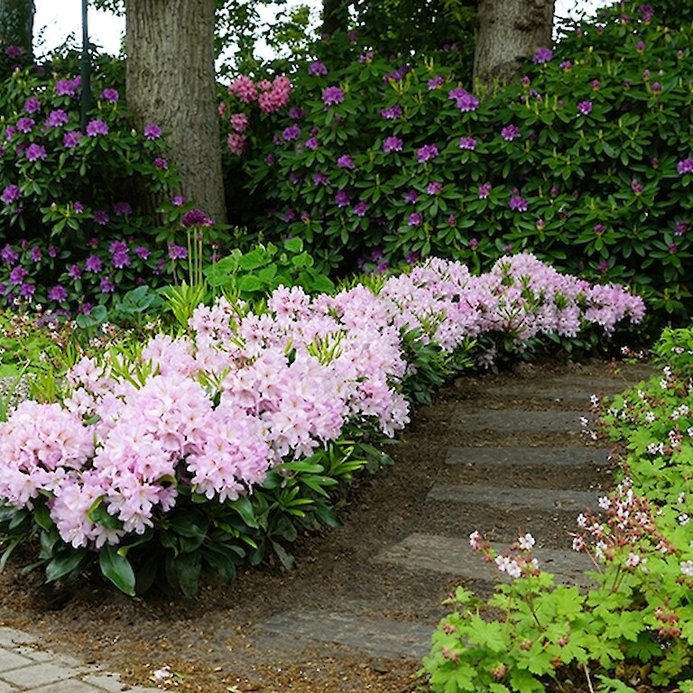 Blühende Rhododendron Hecke